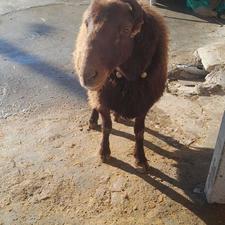 قوچ افشار جوان