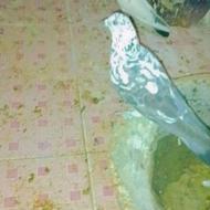 4عددکبوتر سالم بدون مریضی....