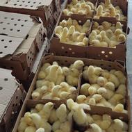 فروش ویژه جوجه مرغ ارگانیک