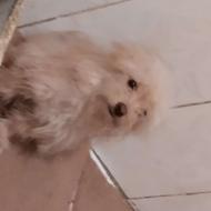 واگذاری توله نر چهار ماه بازیگوش ومهربون