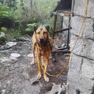 واگذاری یک سگ سرابی نر ده ماهه