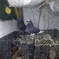 کبوتر پرشی آس