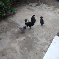 دوتا مرغ و یک خروس لهستانی