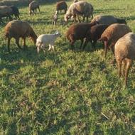 گوسفند نر و ماده افشاری