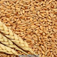 خریدار گندم