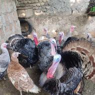 بوقلمون نر و ماده