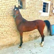 اسب نریان خوش فرم