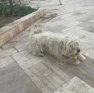 یک دوست وفادار 3 ساله در انتظار سرپرست مهربان