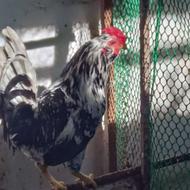 فروش خروس گلین