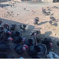 بوقلمون محلی