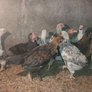 جوجه 3ماهه امپراتور و دورگ محلی درهم