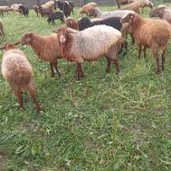 فروش گوسفند