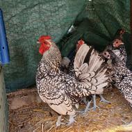 فروش سبرایت