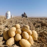 سیب زمینی جلی