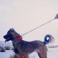 ماده سرابی واگذاری