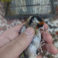 سهره رسمی نر