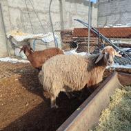 فروش 2راس میش افشاری آبستن