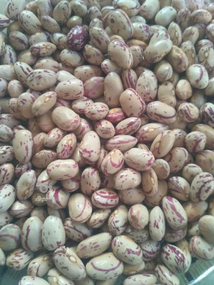 لوبیا چیتی ارگانیک