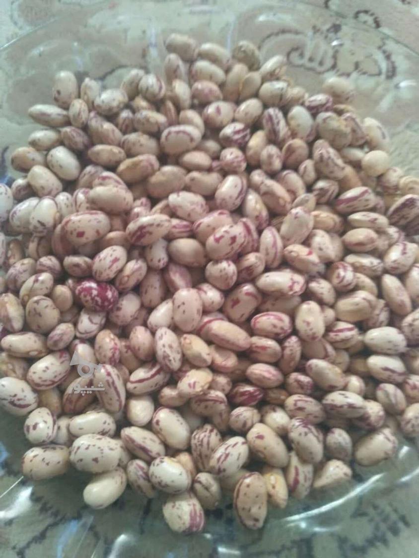 لوبیا چیتی ارگانیک