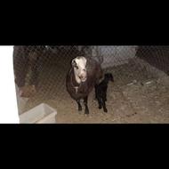 فروش میش پلنگی بروجردی