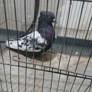 15 تا نر سینه سیاه