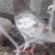 کبوتر های فروشی