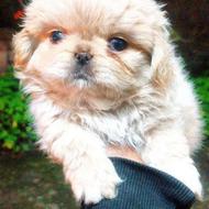 توله سگ پاکوتاه پیکنیز امپریال سوپر فلت کیفیت بالا واگذار