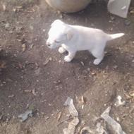 واگذاری پشمالو سایز گوچگ دوماهه نر و ماده موجود