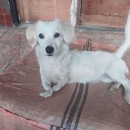 ژرمن و پاکوتا میکس پامرانین واگذاری