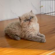 گربه هیمالین