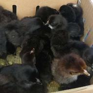 جوجه یک دست (مشکی بلک استار)