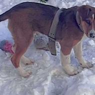 سگ نر نژاد میکس سرابی و ژرمن واگذاری