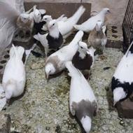 کبوتر طوقی کاکلی نقش