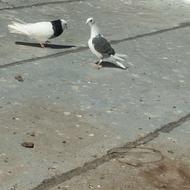 تعداد38تا کفتر رنگ آلمانی زدخوردی به شرط هم چیز