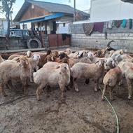 خرید وفروش گوسفند زنده