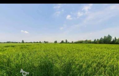 فروش 11 هزار متر زمین شالیزاری فوری