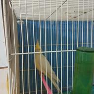 عروس هلندی با پنج تخم نطفه دار