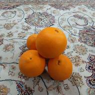 فروش تامسون درجه یک نوکنده