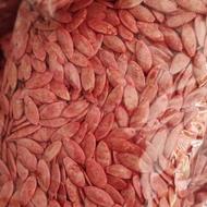 فروش بذر خیار