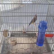 سهره نردهن باغی