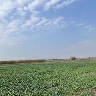 17.5هکتار زمین کشاورزی