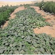 خیارشور پاک