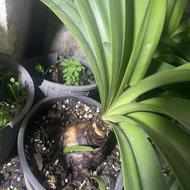 پیاز آماریلیس پروانه ای