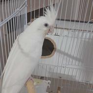 یک جفت عروست هلندی