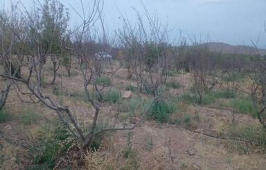 800متر زمین کشاورزی قلعه قاسم دارای قنات در حج آباد