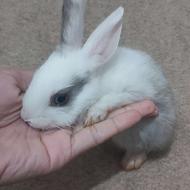 بچه خرگوش سفید