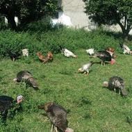 بقلمون محلی