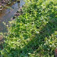 زدن علف های هرز