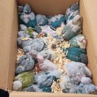 خریدارم طوطی راهب گرینچیک خورشیدی ملنگو شاه طوطی خریدارم