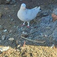 حیون بسیار عالی دو عدد نر 